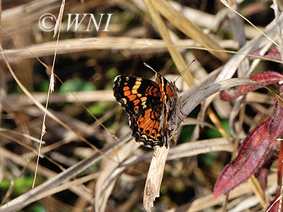 Phaon Crescent (Phyciodes phaon)